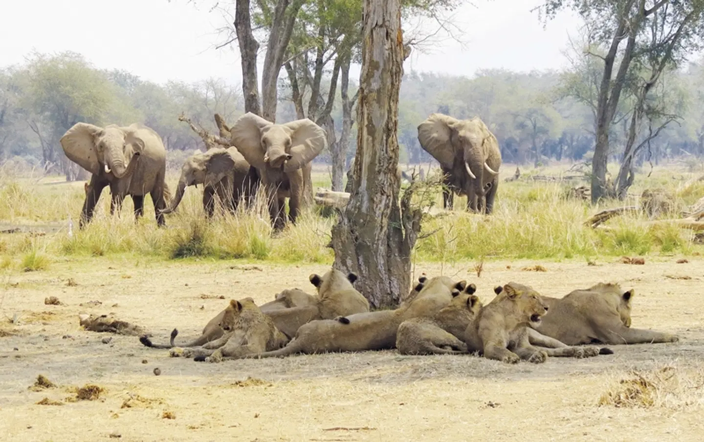 Tansania Pur Tiere