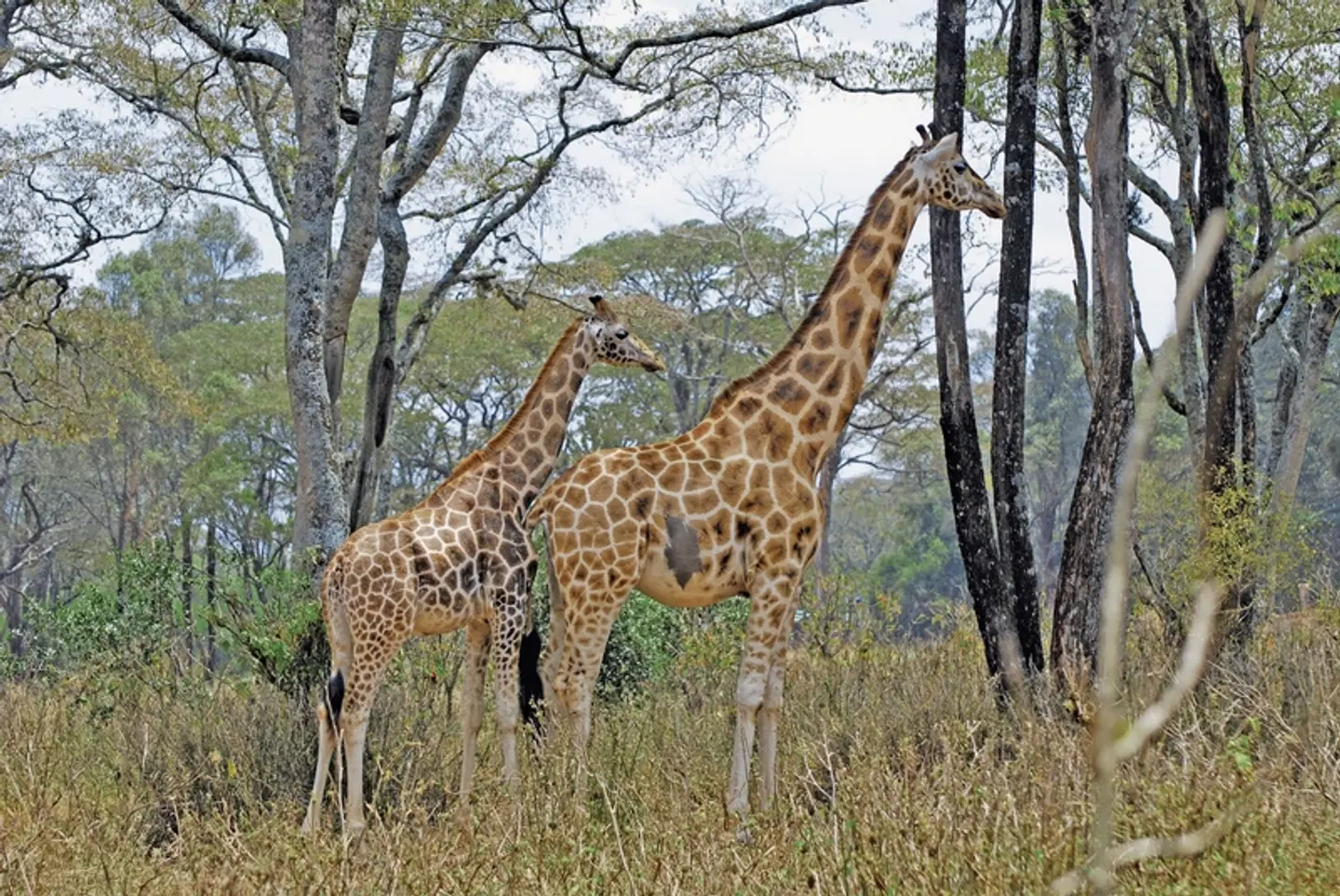 Drifters - Kenia & Tansania Explorer Tiere