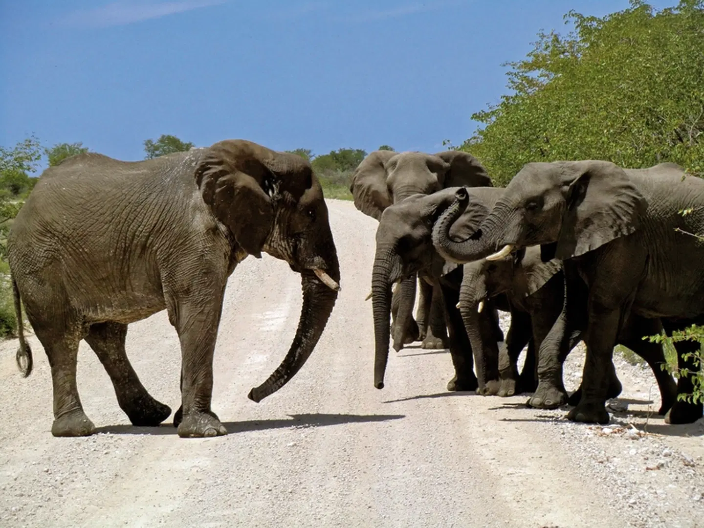 Namibia zum Verweilen Tiere