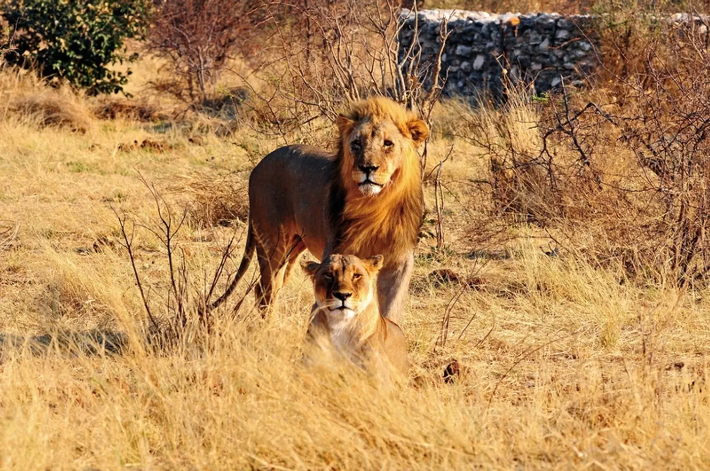Namibia Classic für Selbstfahrer Tiere