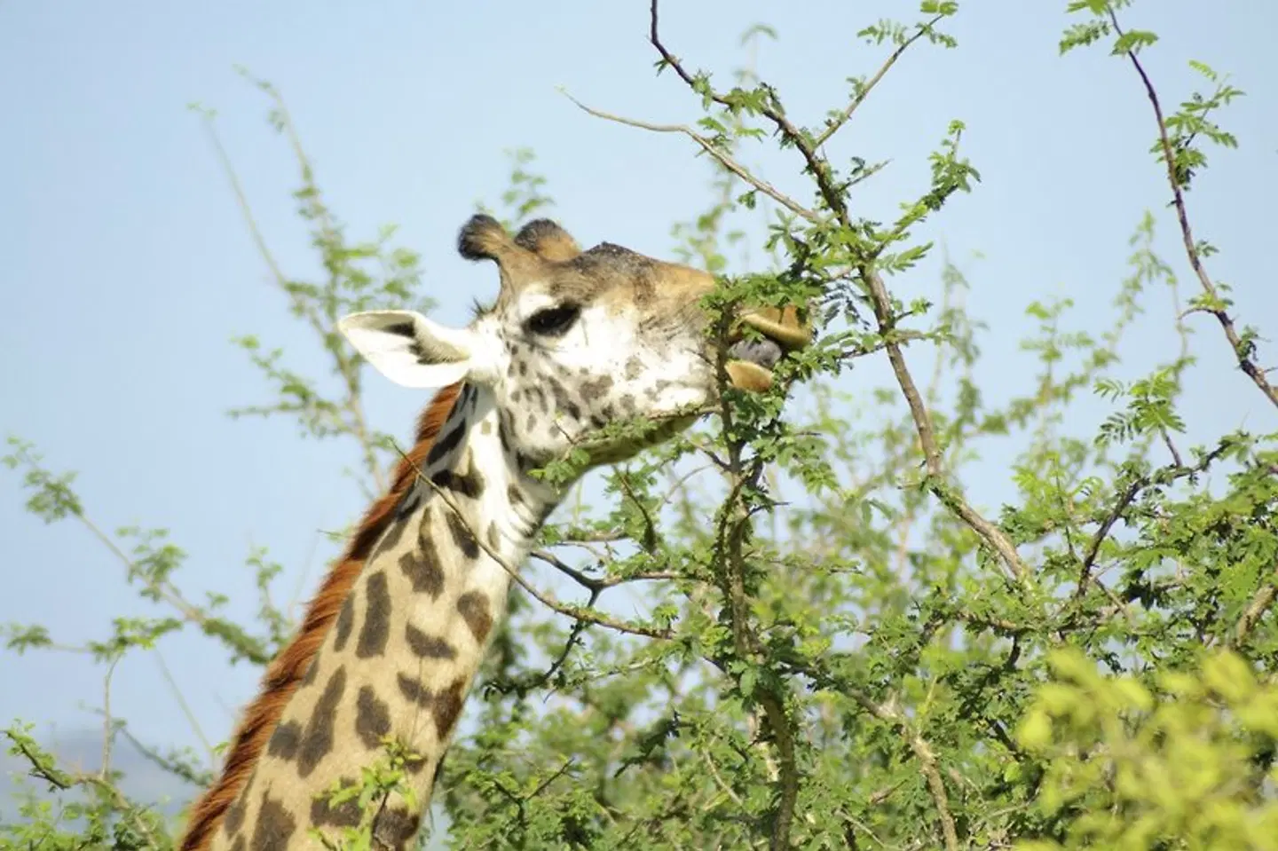 Abenteuer Kenia Tiere