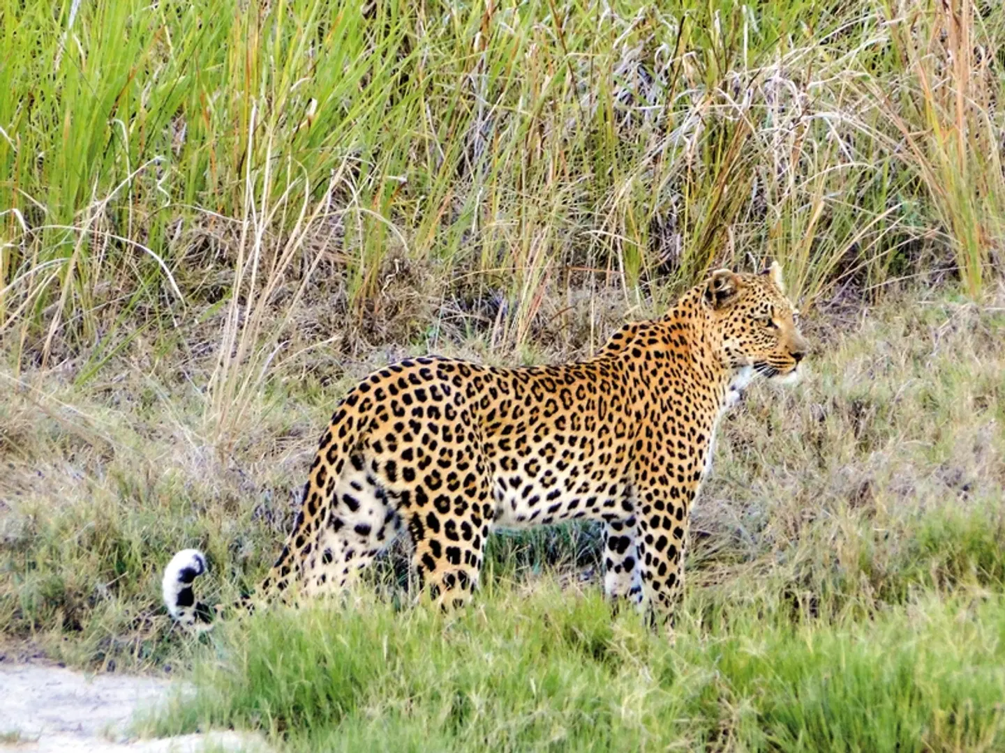 Der Herzschlag Afrikas (8 Nächte ab Kasane) Tiere