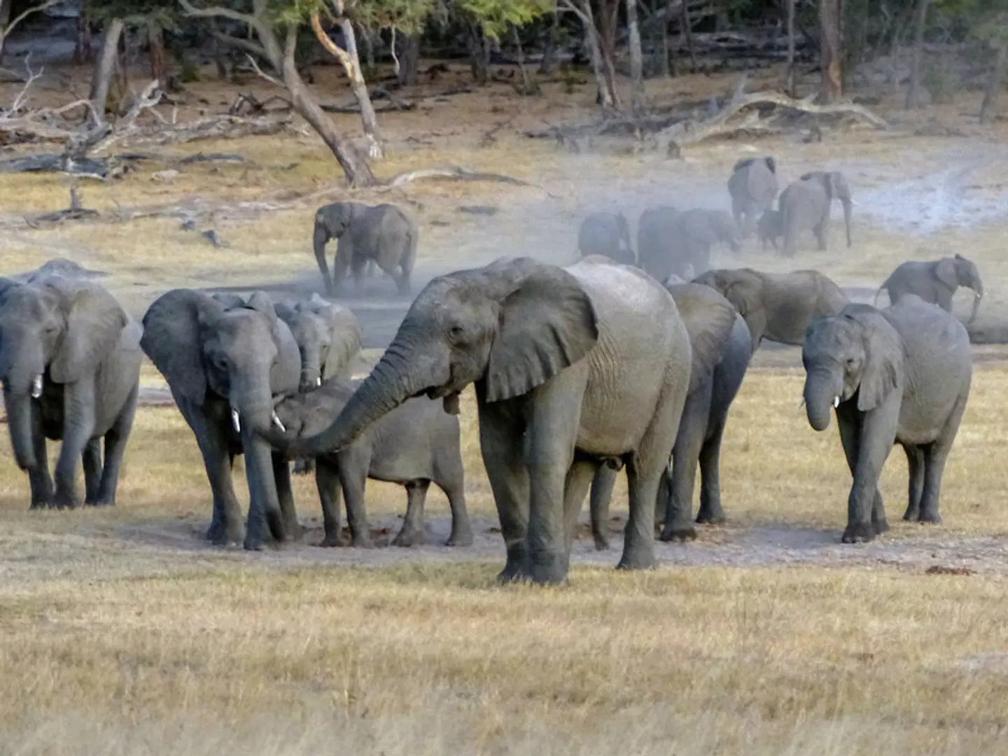 Abenteuer Hwange Nationalpark Tiere