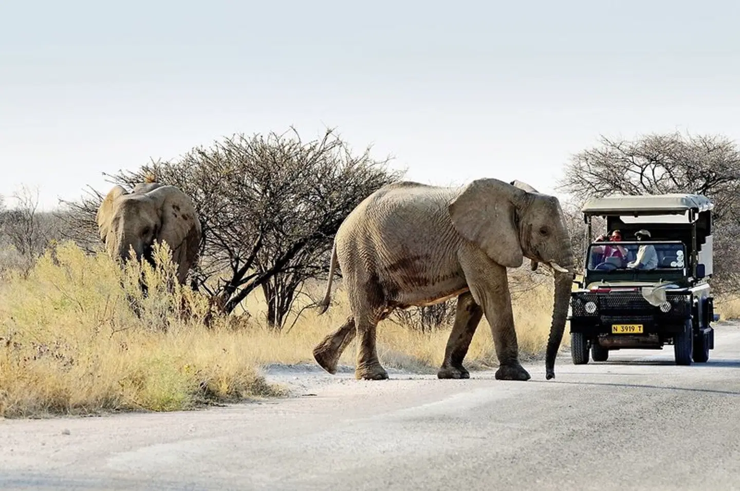 Namibia Entdeckungstour (nördliche Richtung) Tiere