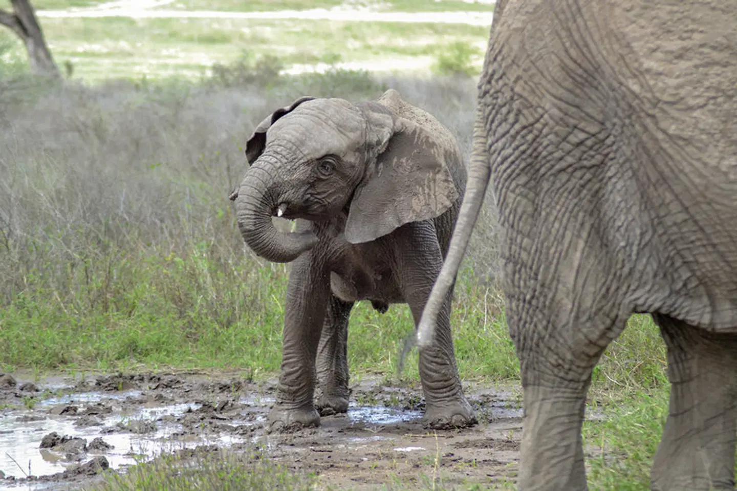Tansania Pur Tiere