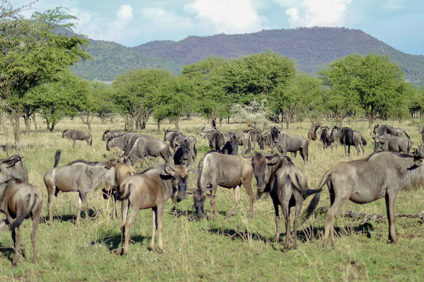 Tansania Pur Tiere