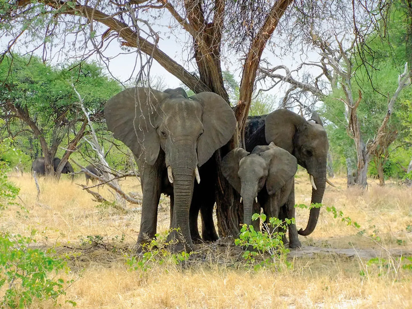 Botswana Pur Tiere