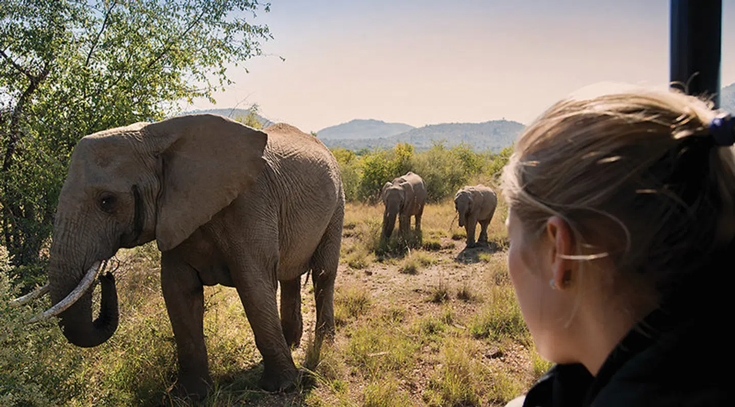 Bakubung Bush Lodge Tiere
