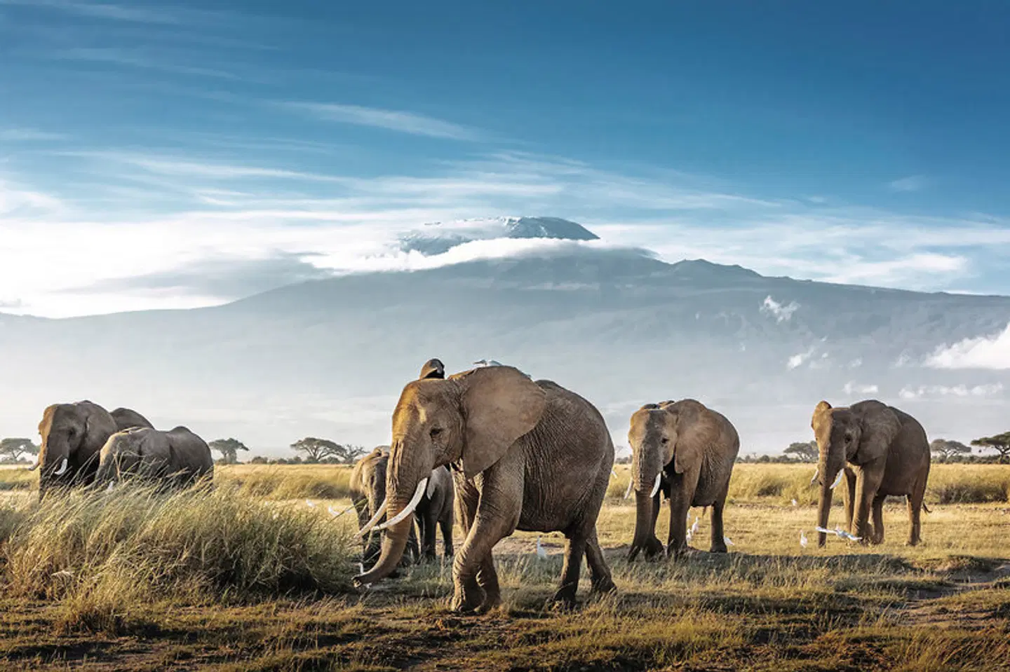 Die große Kenia Safari Tiere