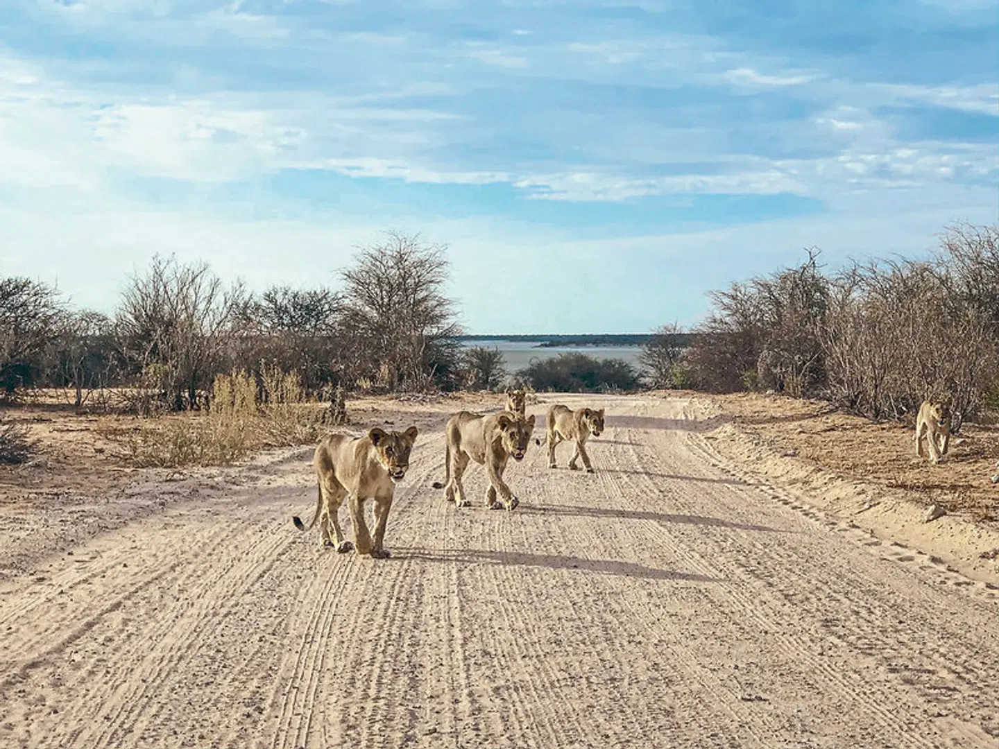 Namibia Entdeckungstour (nördliche Richtung) Tiere
