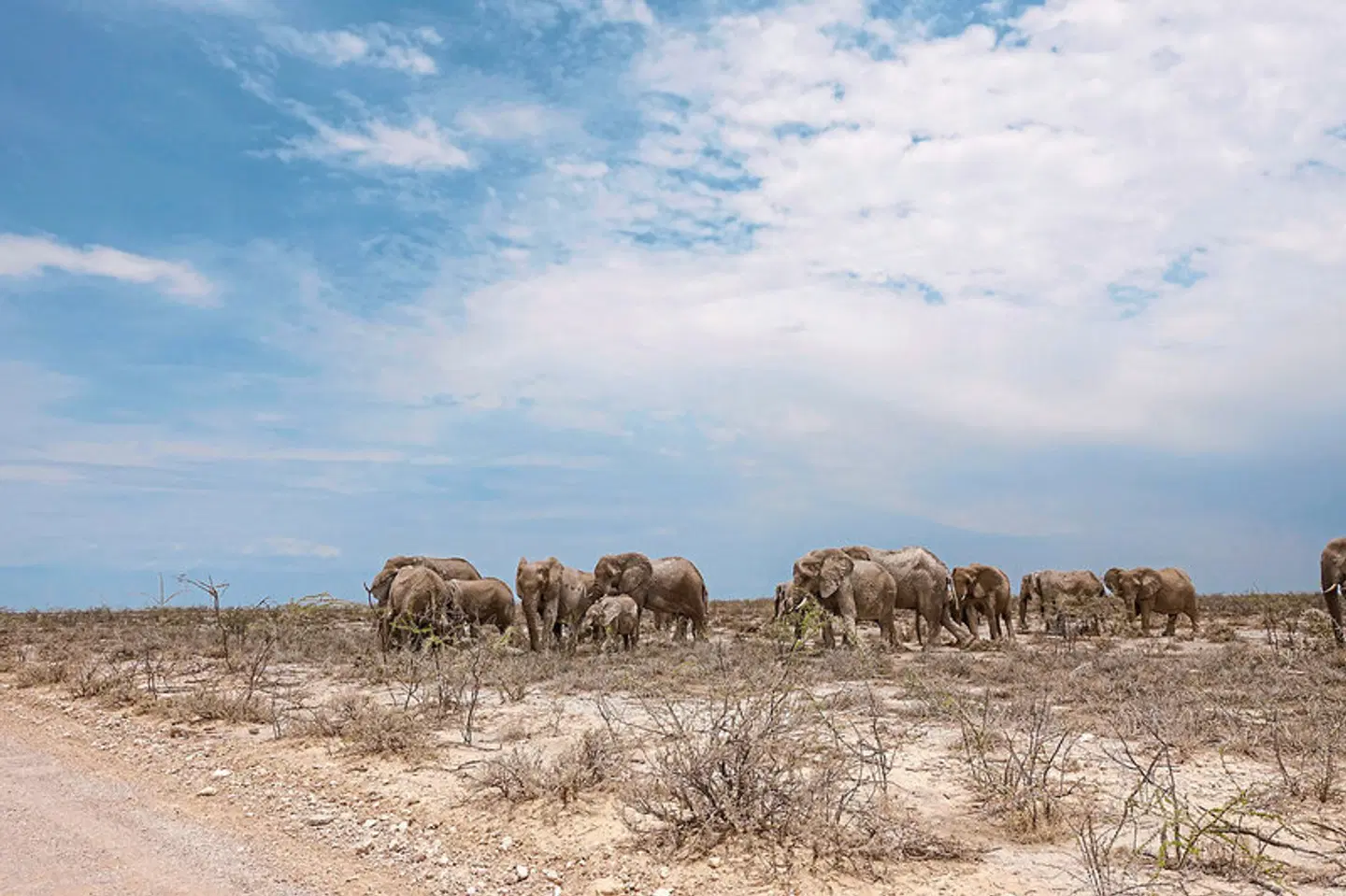 Namibia Entdeckungstour (nördliche Richtung) Tiere