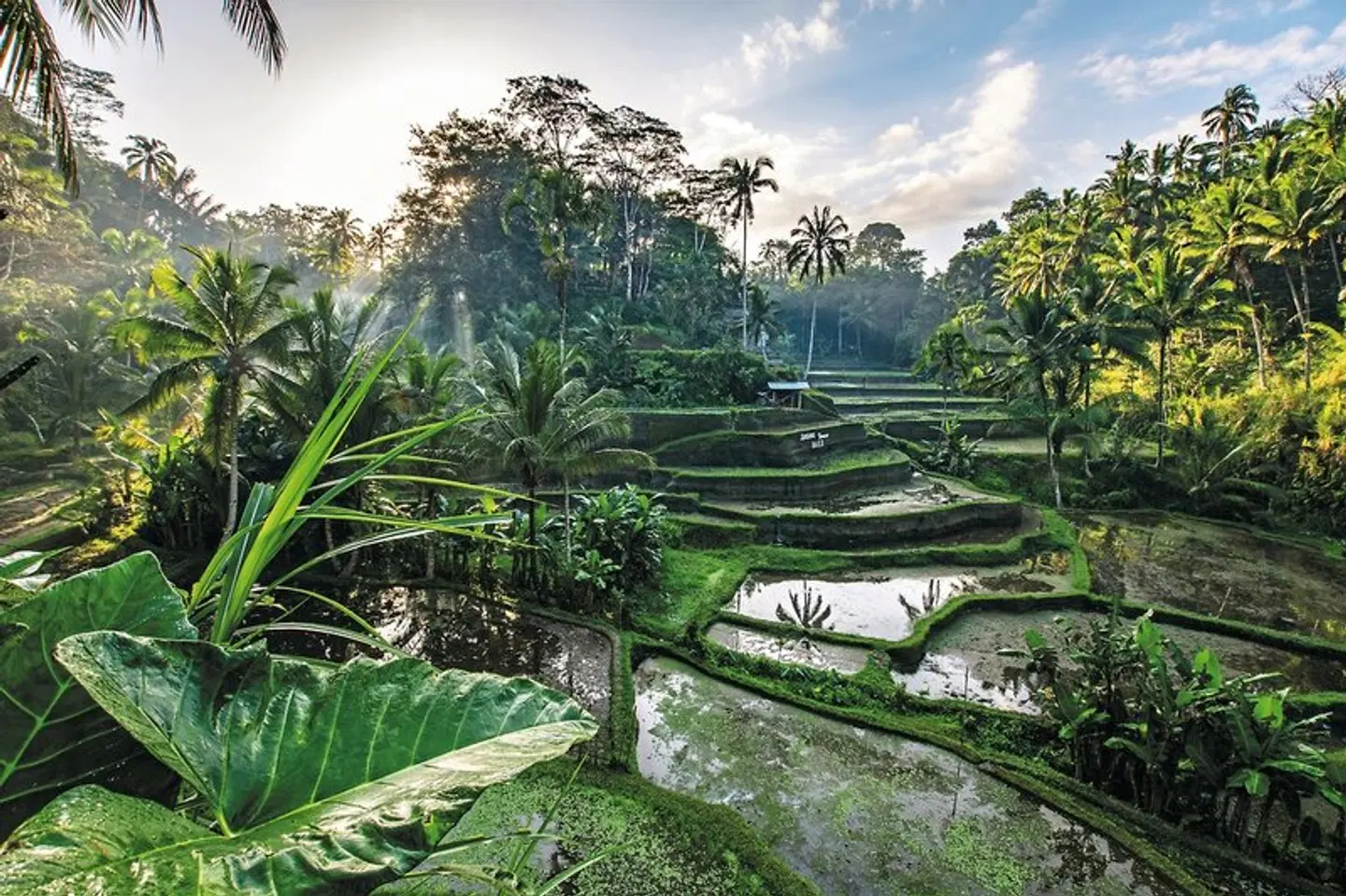 Abenteuer Westbali & Ostjava (Privatreise) Garten