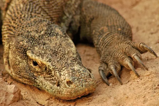 Komodo & Flores: Drachen, Kulte, Krater Tiere