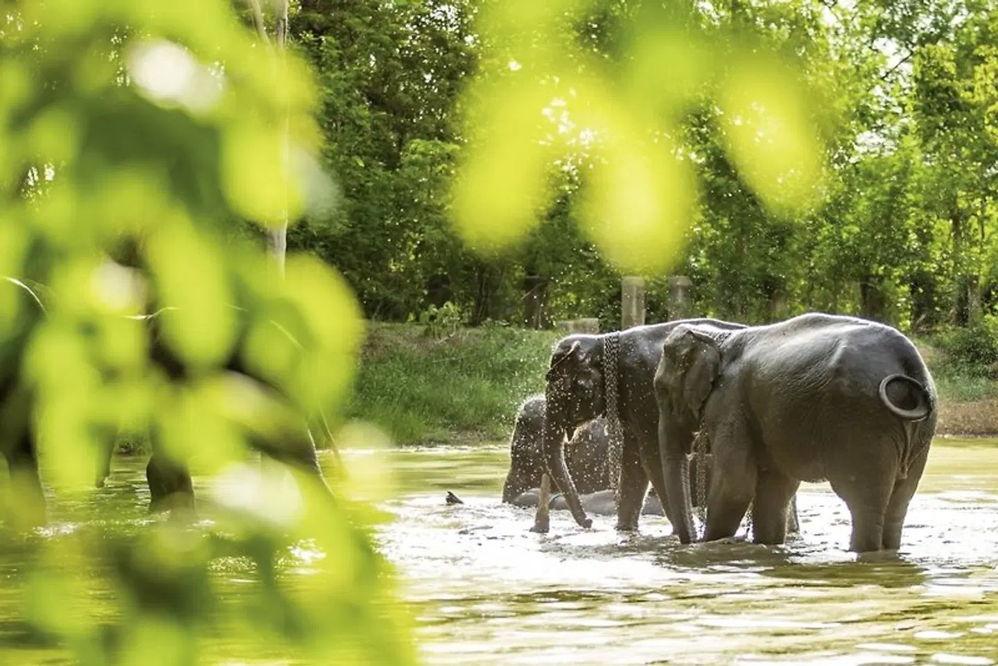 Glanzpunkte Thailands Tiere