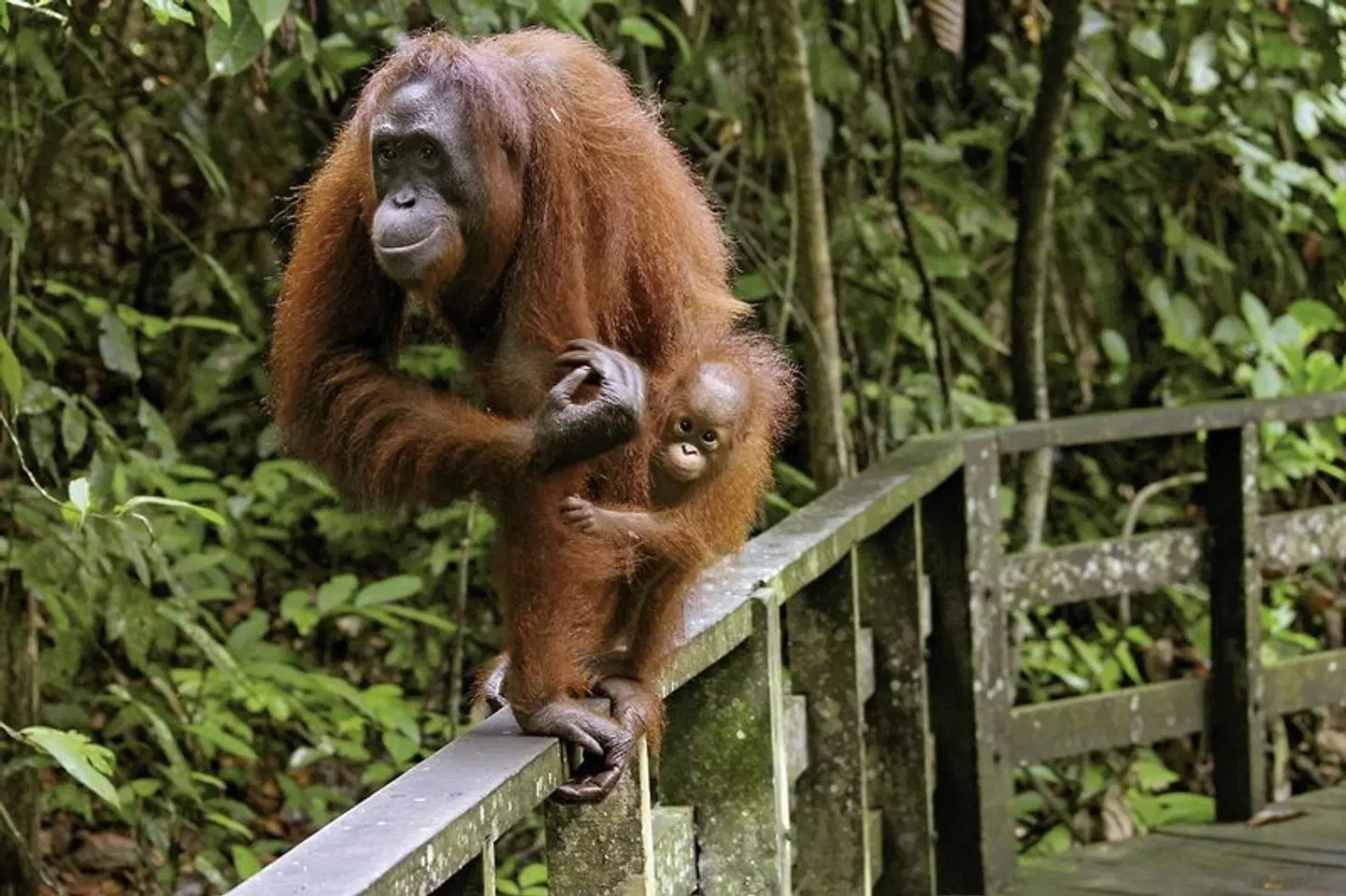 Naturwunder Borneos (Kuching-Kota Kinabalu) Tiere