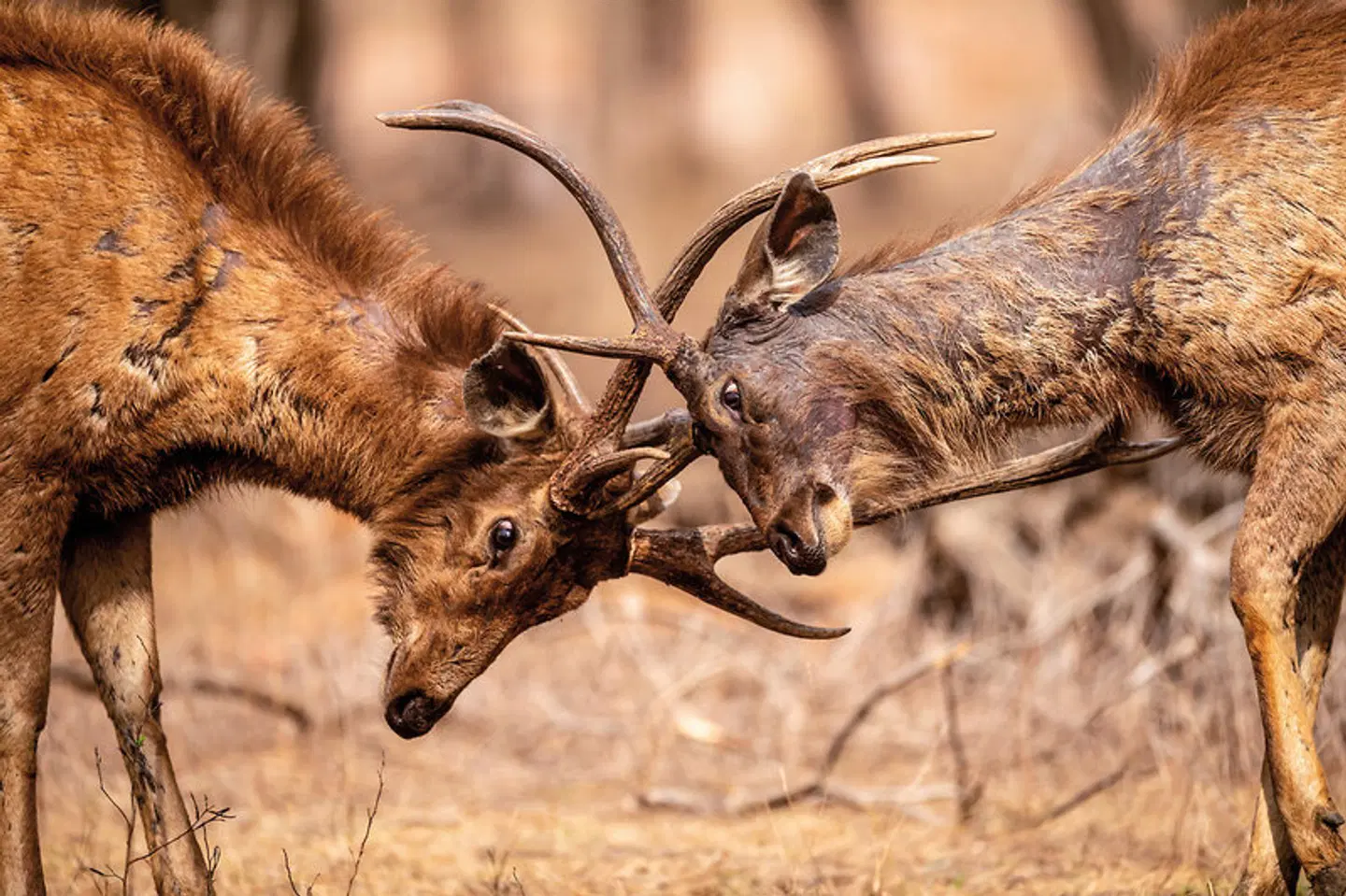 Das Goldene Dreieck Indiens - Kultur & Wildlife Tiere