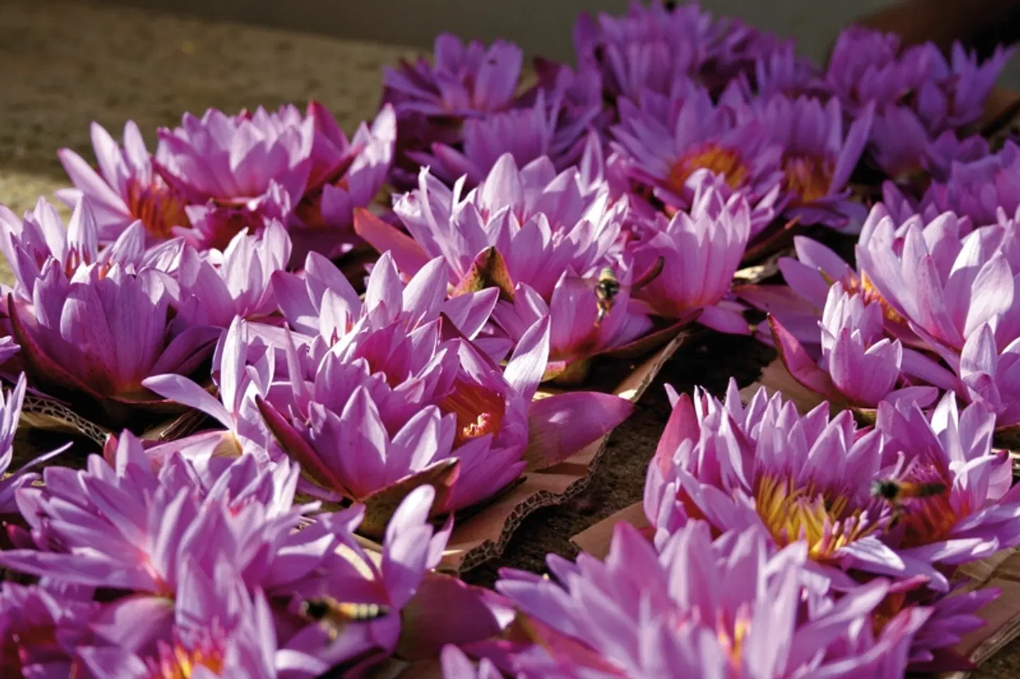 Sri Lanka neu entdecken LANDSCAPE