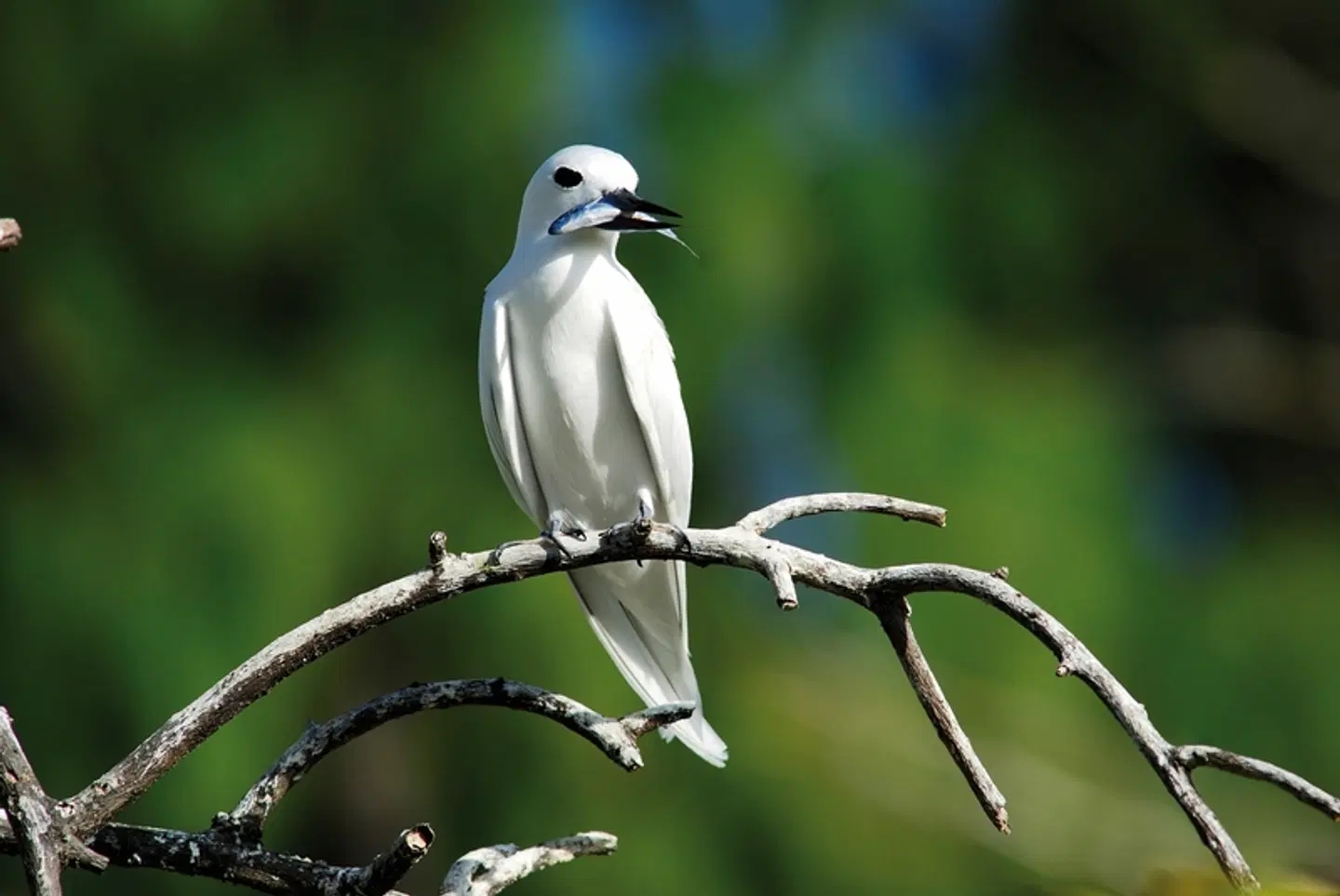 Island Hopping Seychellen - Faszinierender Archipel (Gästehäuser, 10 Nächte) Tiere