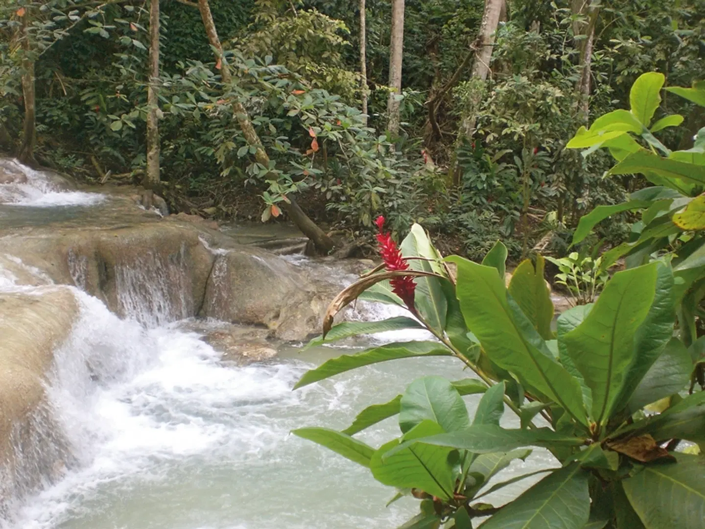 Cool Runnings LANDSCAPE