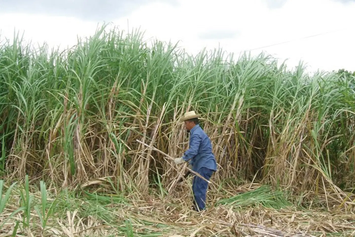 Höhepunkte Kubas ab Holguin Tiere