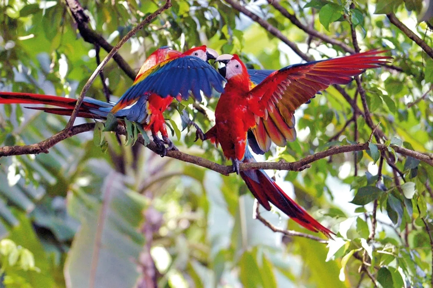 Costa Rica - Fernab der Pfade Tiere
