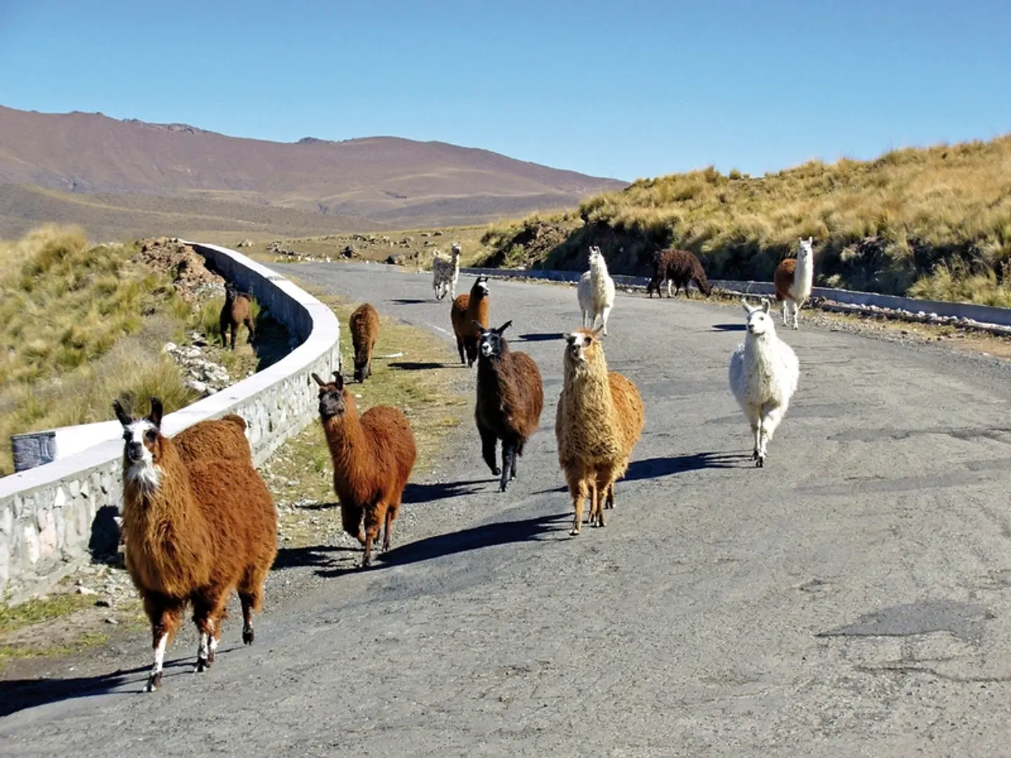 Sagenhafte Naturschätze im Norden Argentiniens Tiere