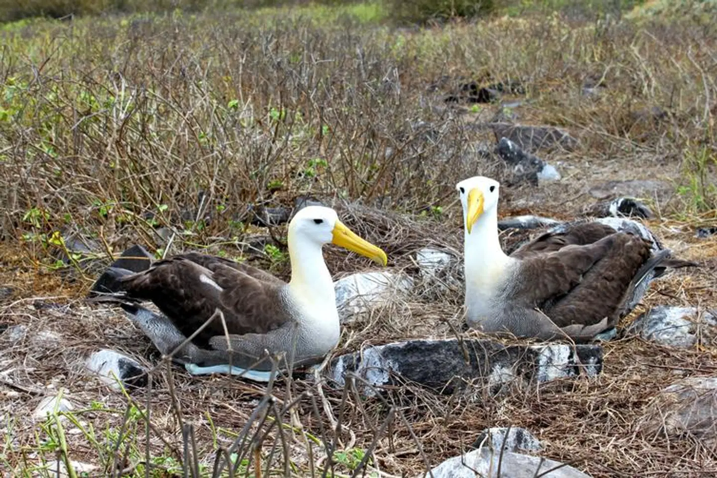 Galápagos Island Hopping Tiere