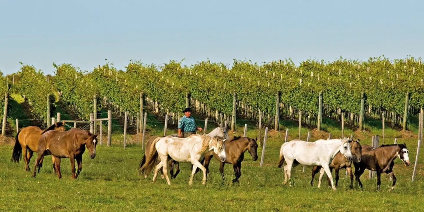 Unterwegs im Land der Gauchos Tiere