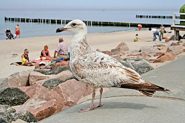 Ringhotel Strandblick Tiere