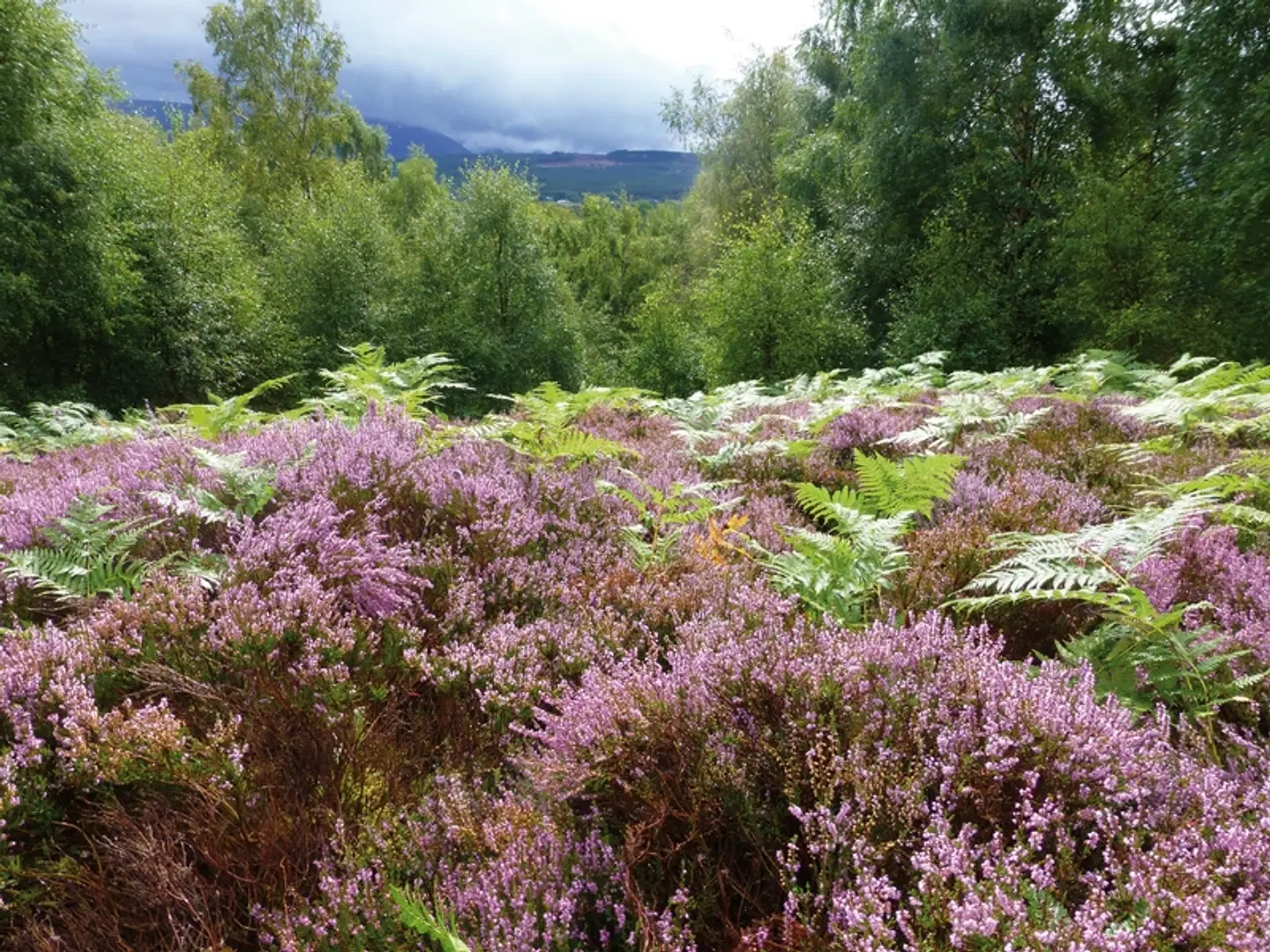 Whiskytour - Speyside LANDSCAPE