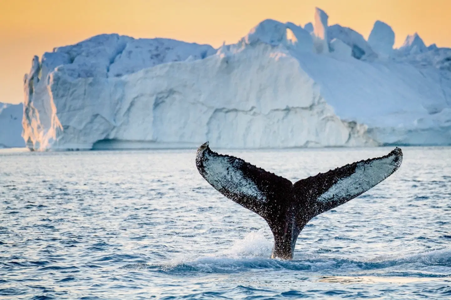 Grönlands Highlights Tiere