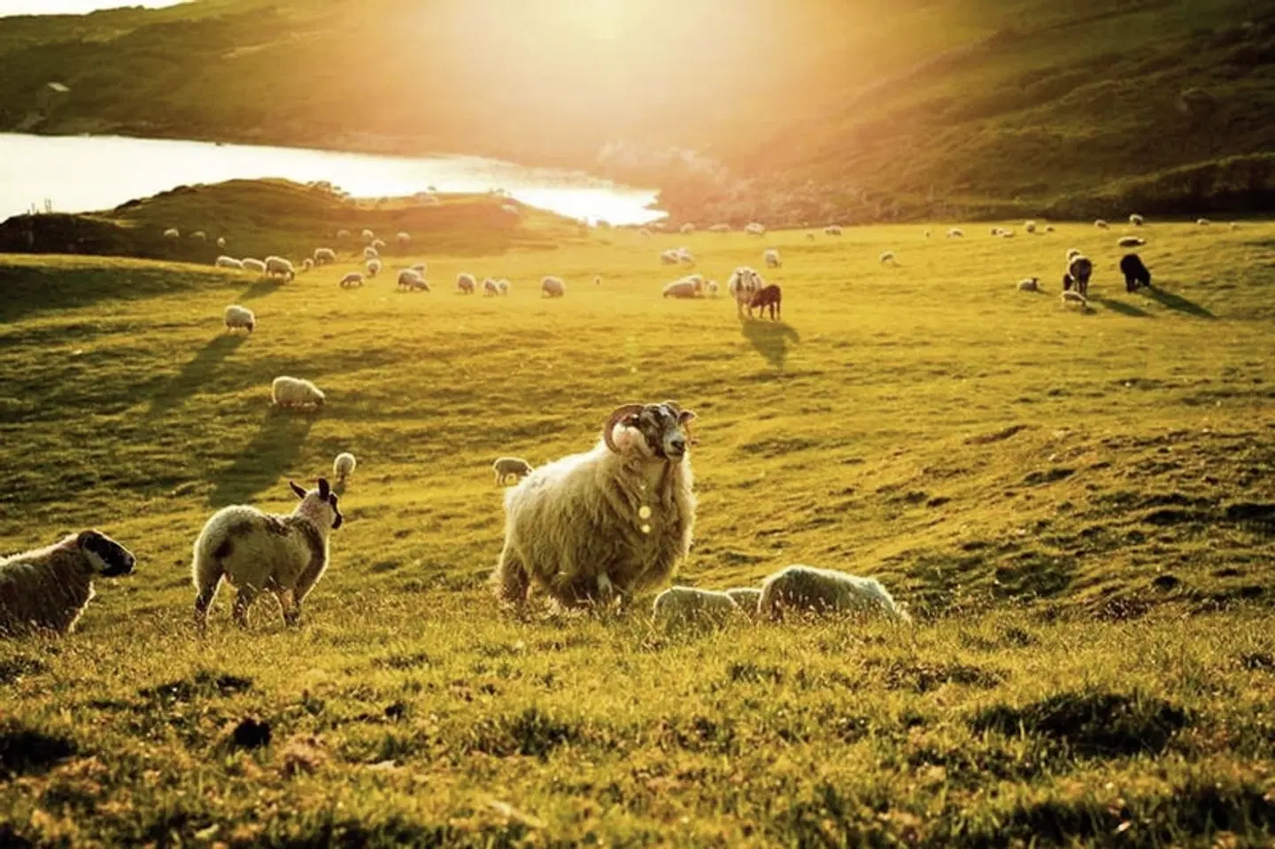 Naturschönheiten Irlands Tiere