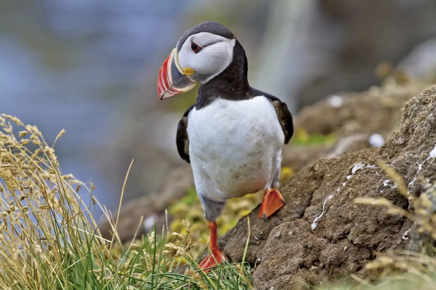 Die große Islandrundreise Tiere