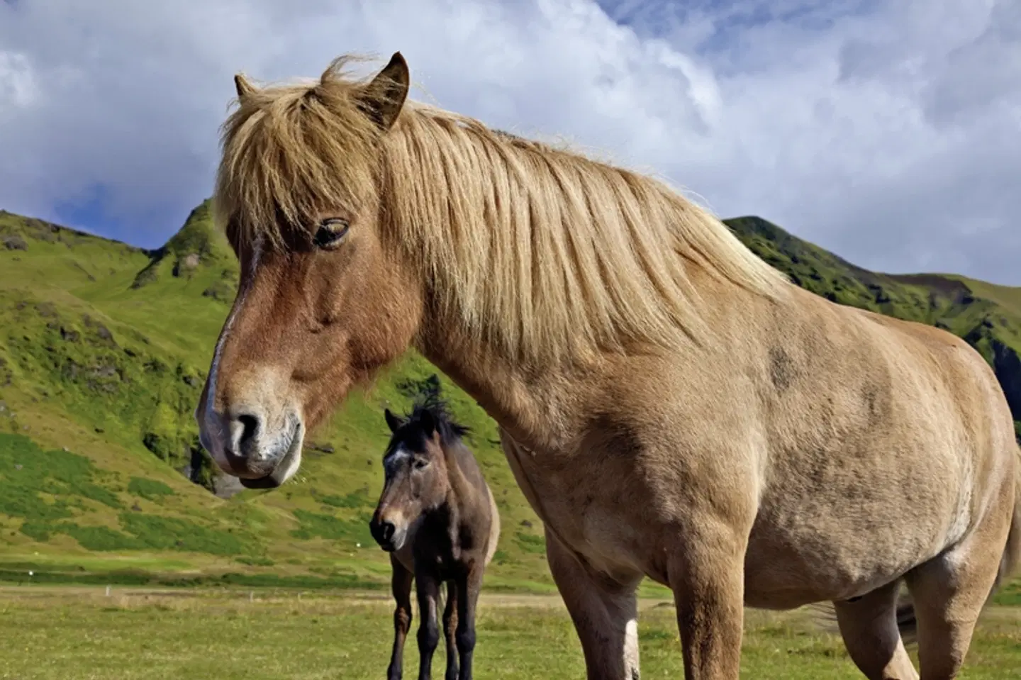 Rund um Island - Von Küste zu Küste Tiere