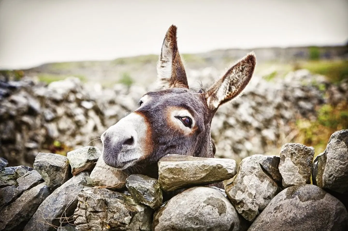 Familienerlebnistour Irland Tiere