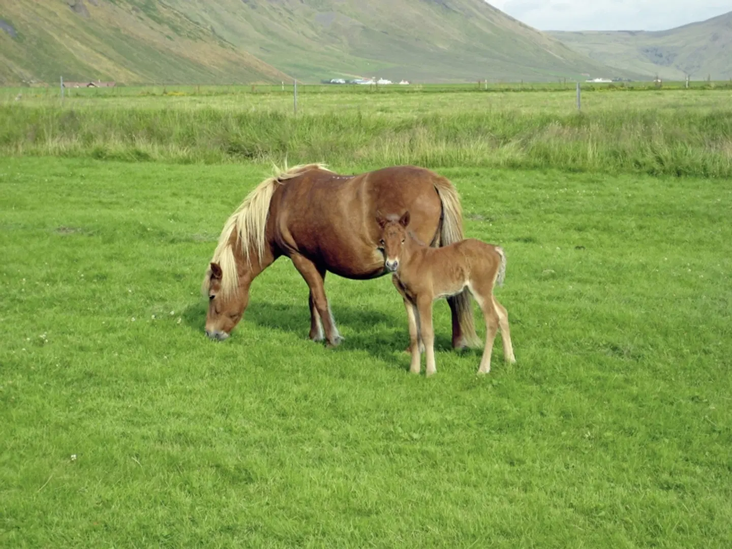 Ferienhausrundreise Südwestisland Tiere