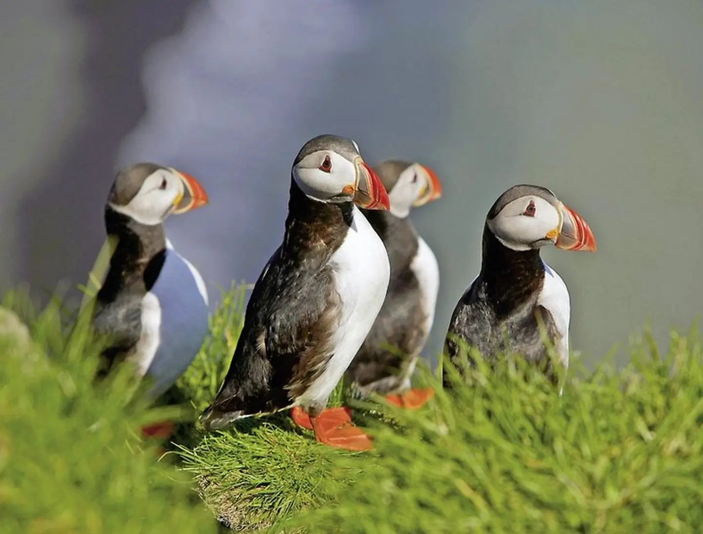 Island intensiv Tiere