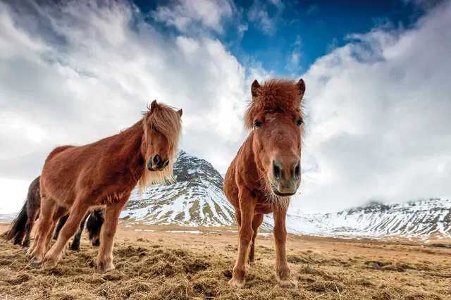 Familienspaß auf Farmen Tiere
