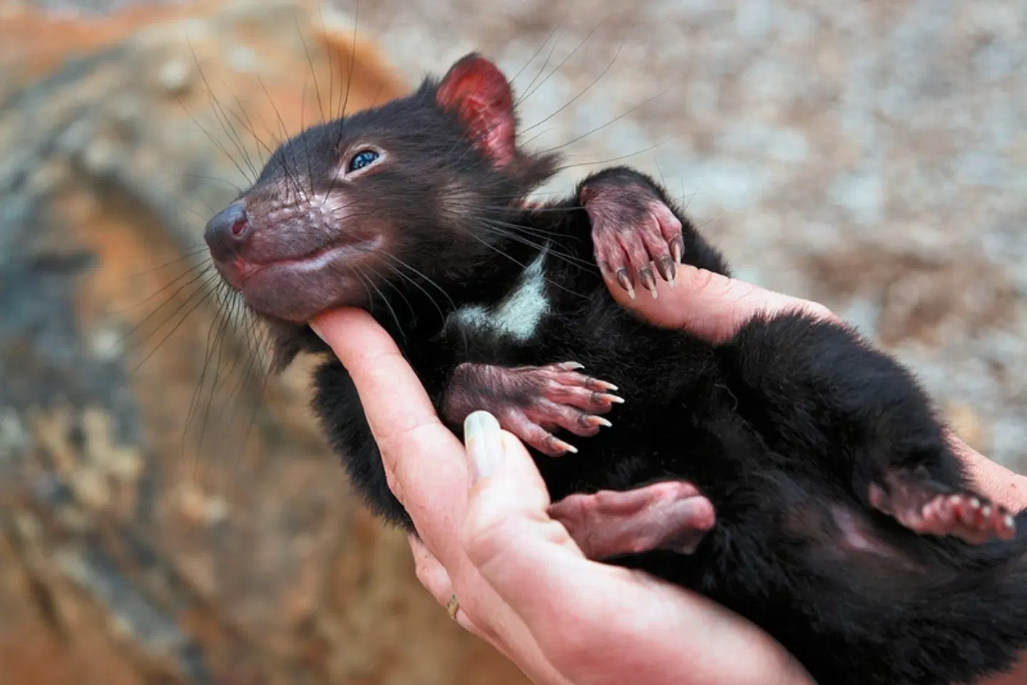 Tasmanien auf eigene Faust Tiere