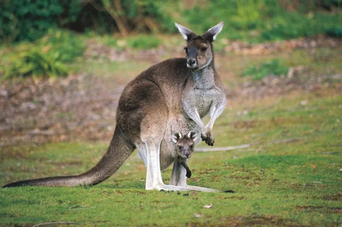Australiens Glanzpunkte kompakt Tiere