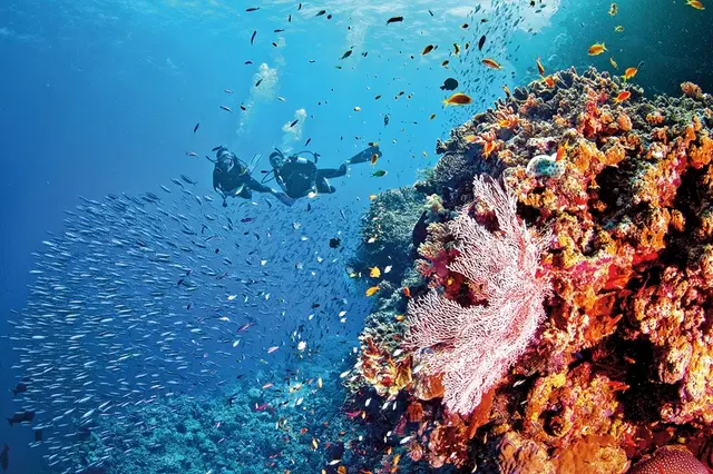 Höhepunkte Australiens (ab Sydney/bis Melbourne) Tiere