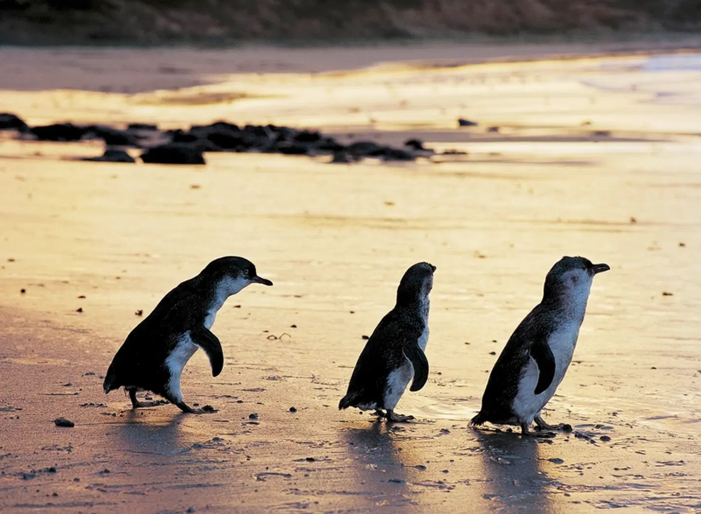 Melbourne erleben Tiere