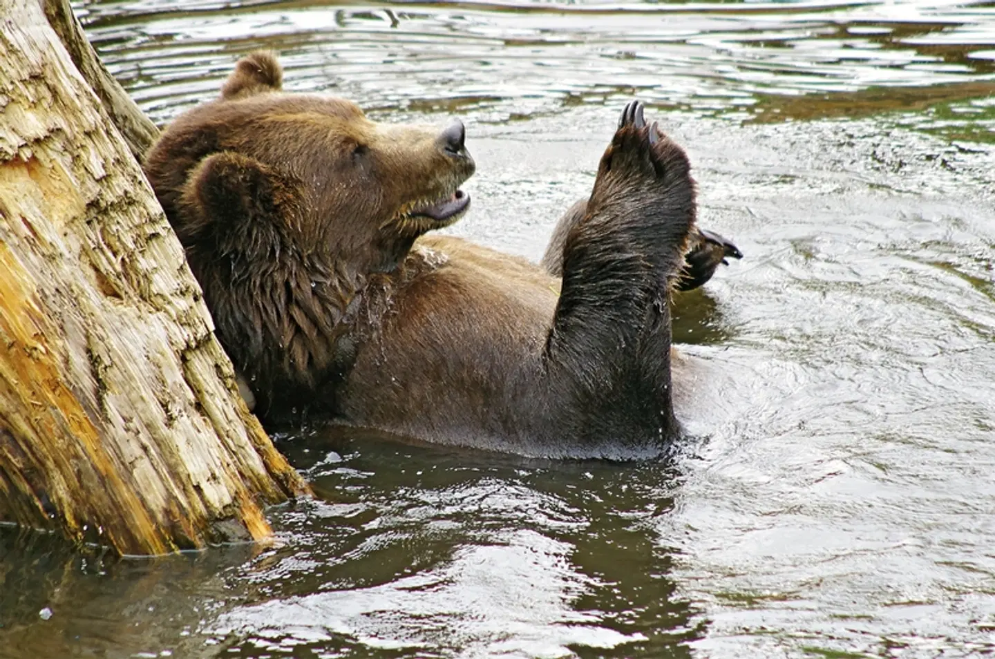 Alaska Intensiv Tiere