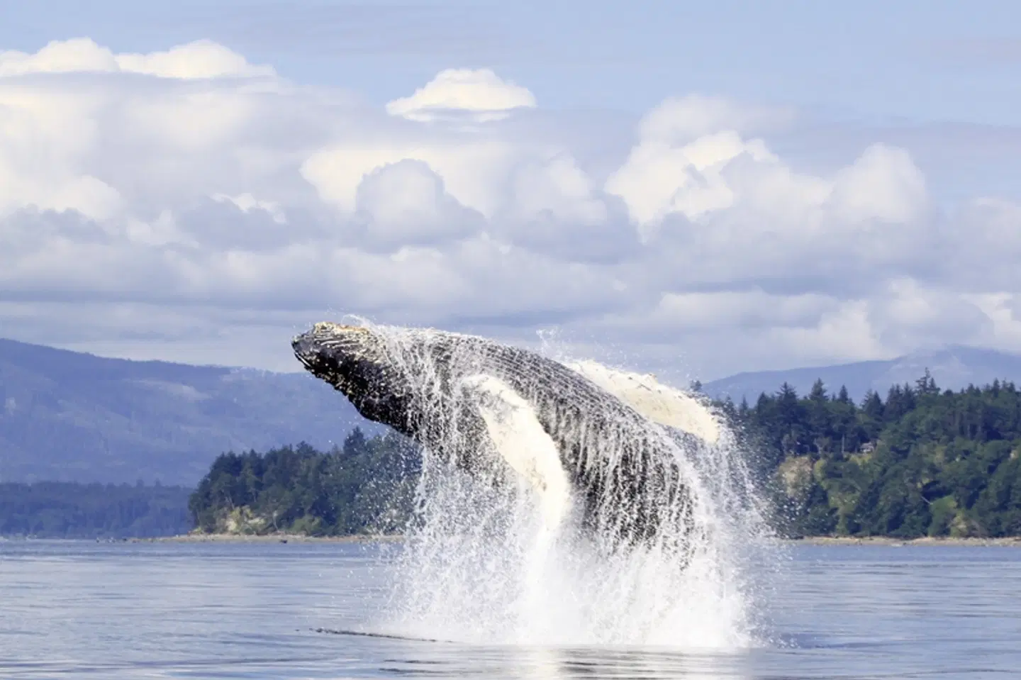Berry Island Wilderness Lodge Tiere