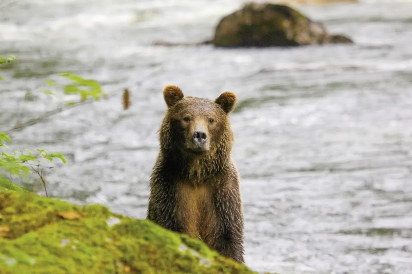 Berry Island Wilderness Lodge Tiere