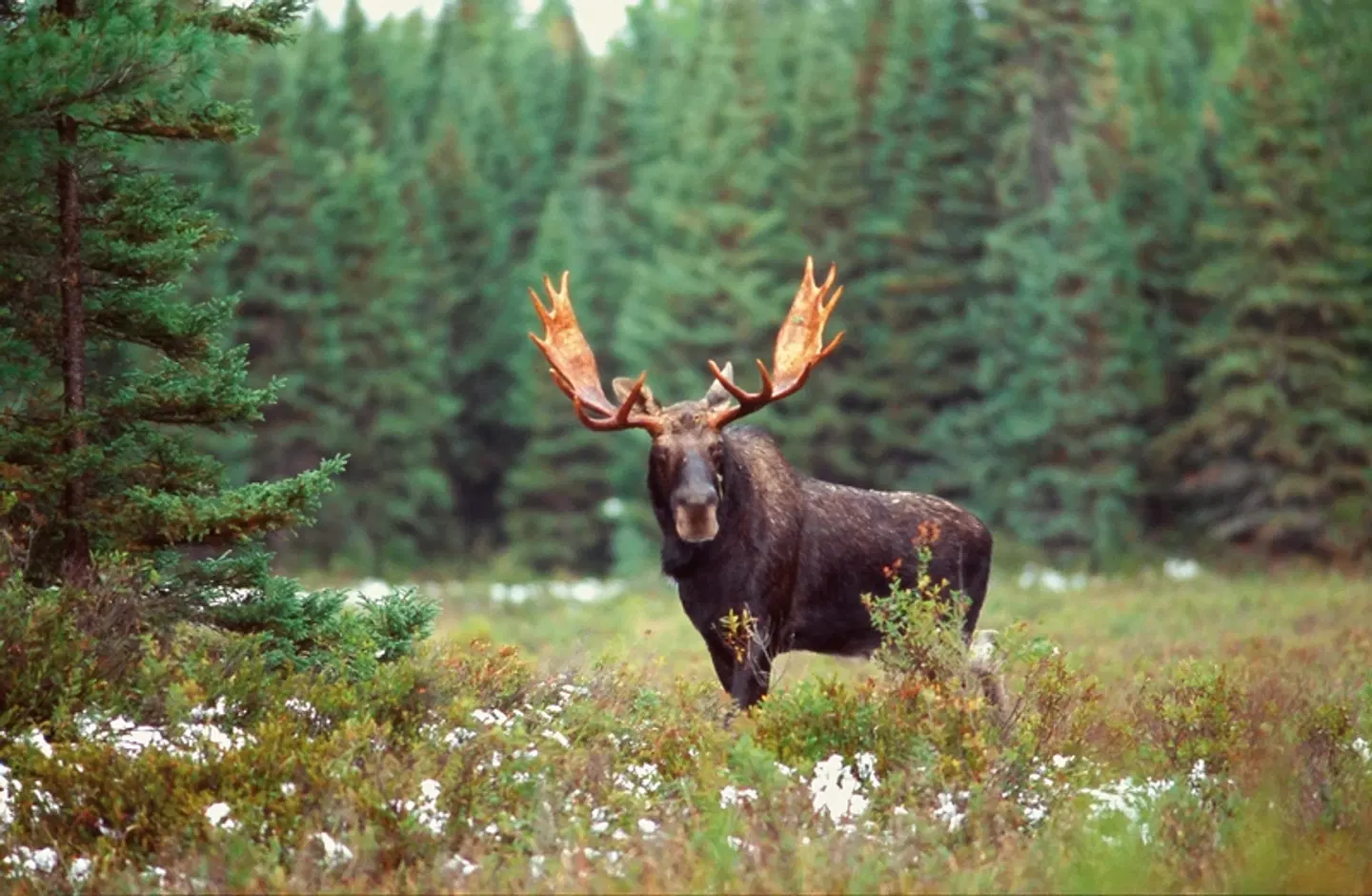 Charmantes Ostkanada Tiere