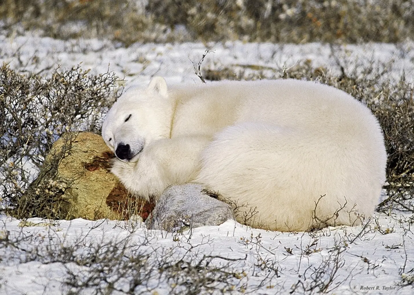 Erlebnis Eisbären mit Tundra Buggy Lodge (6 Nächte) Tiere