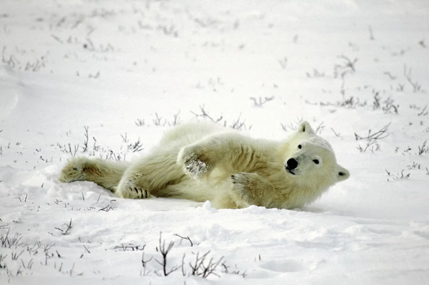 Erlebnis Eisbären mit Tundra Buggy Lodge (6 Nächte) Tiere