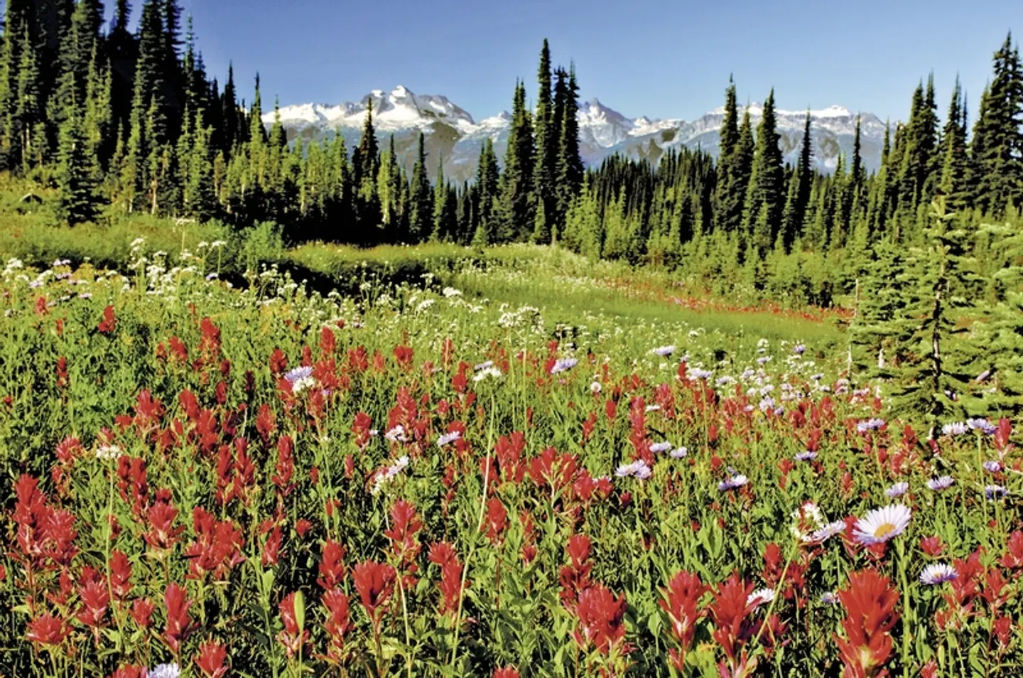 Between Mountains & Ocean Garten