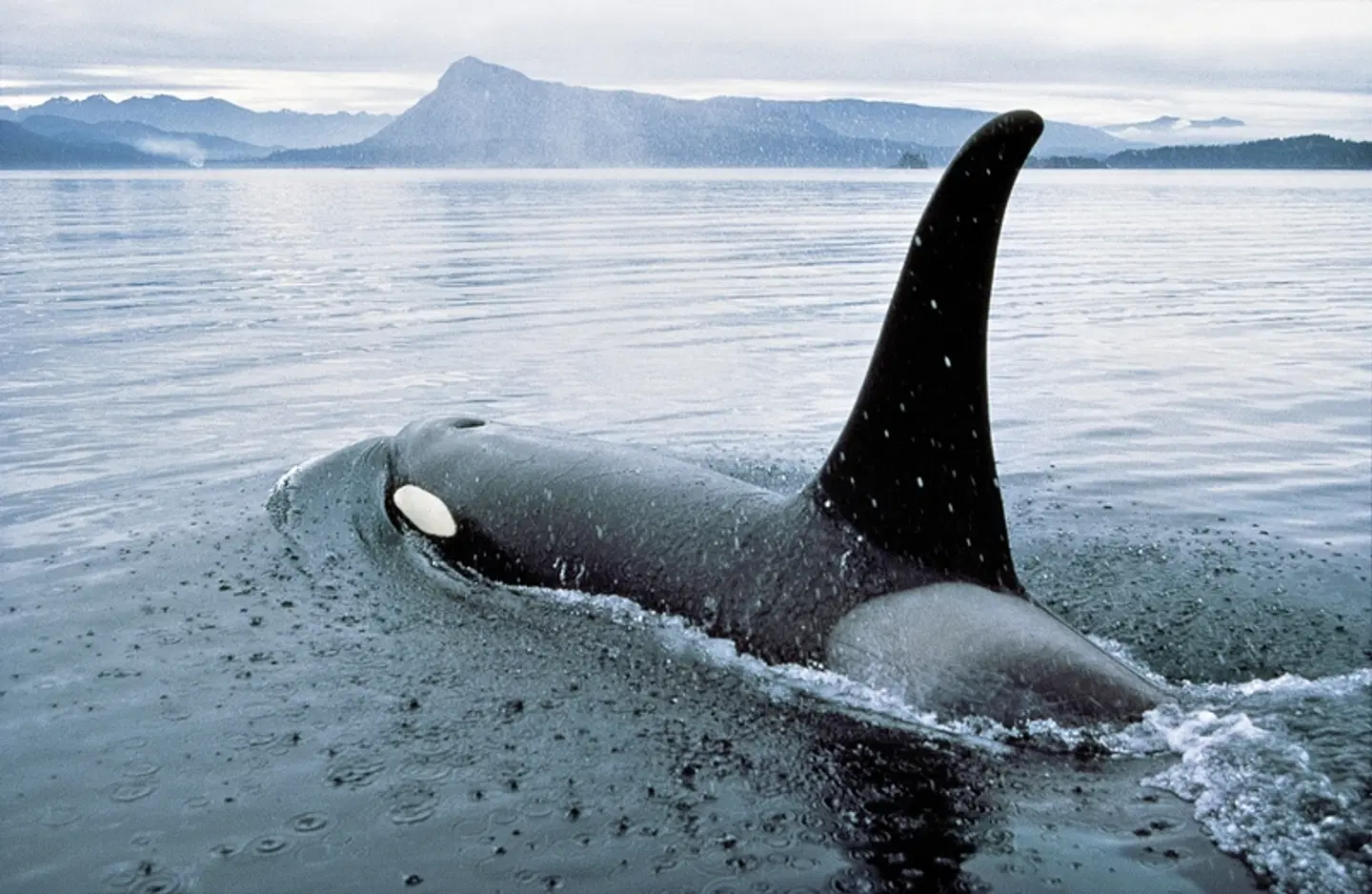 Vancouver Island Tiere